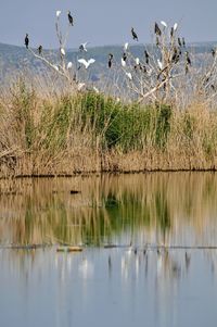 View of birds in lake