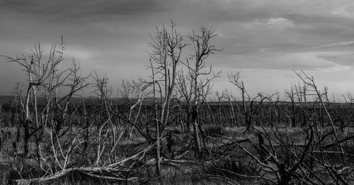 Bare trees on landscape against sky