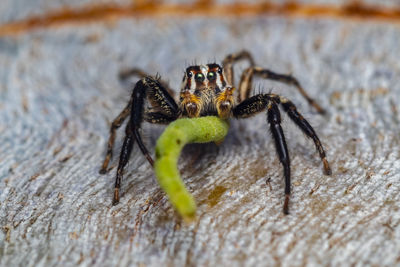 Close-up of spider