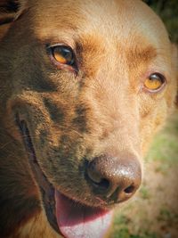 Close-up portrait of dog