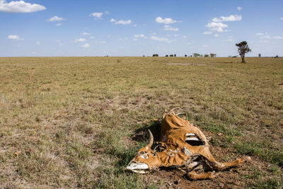 View of cat on field against sky