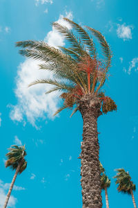 Low angle view of palm tree against blue sky