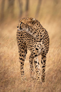 Full length of a cat
