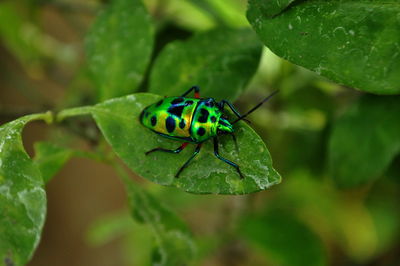 Close-up of green bug on plant