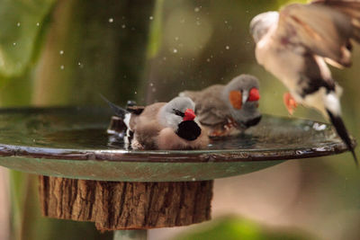 Close-up of two birds drinking water