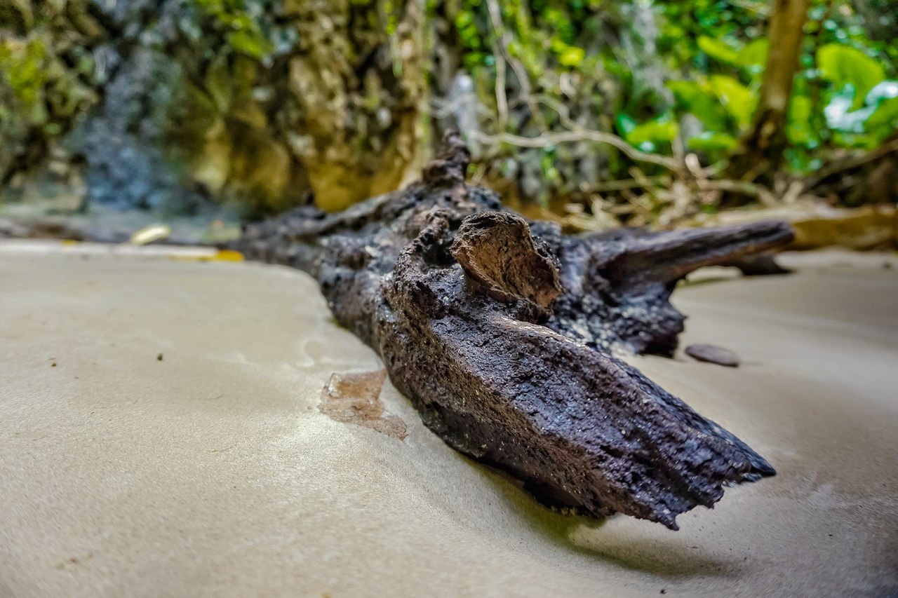 CLOSE-UP OF DRIFTWOOD ON TREE STUMP