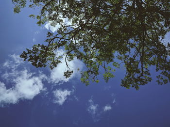 Low angle view of trees against sky