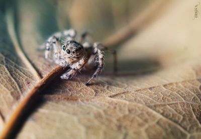 Close-up of spider on wood