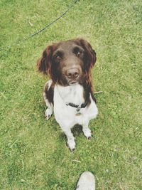 High angle view of dog on grassy field