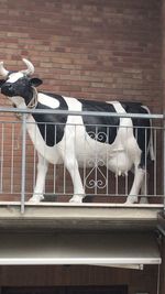 View of white horse against brick wall