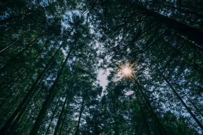 Low angle view of trees against sky