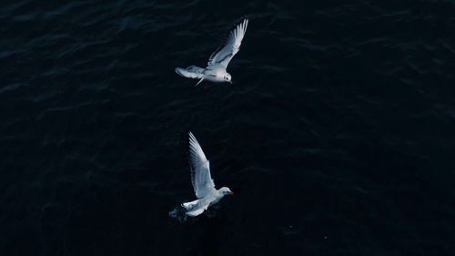 High angle view of fish swimming in lake