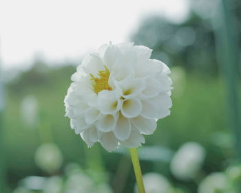 Close-up of white flowering plant