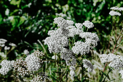 Close-up of white flowering plant