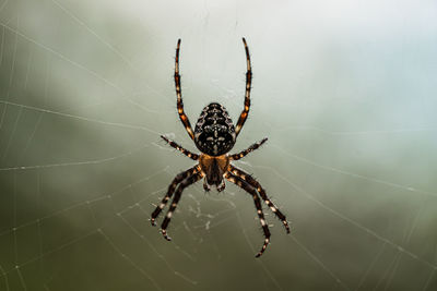 Close-up of spider on web