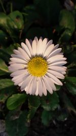 Close-up of yellow flower blooming outdoors