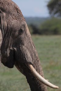 Close-up of elephant trunk