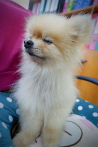 Close-up of a dog looking away