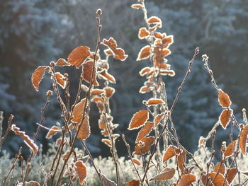 Close-up of plants by water