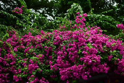 View of flowers in bloom