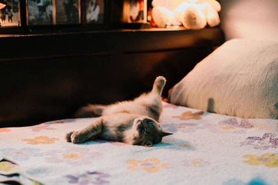 Close-up of dog relaxing at home