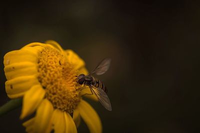 Close-up of bee on yellow flower