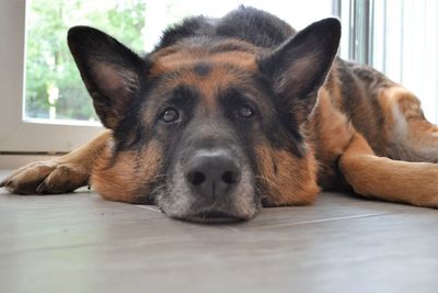 Close-up portrait of a dog resting