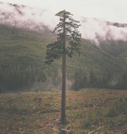 Trees on field against sky