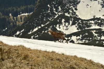 View of a horse on snow covered field