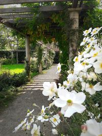 White flowers blooming on tree