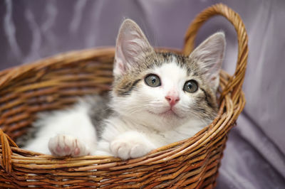 Close-up of kitten in basket