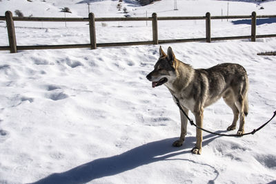 Dog on snow covered land