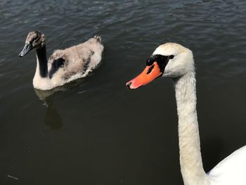 Close-up of swan swimming in lake