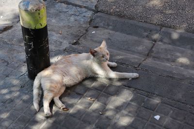 High angle view of a cat on sidewalk