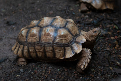 Tortoise crawling on footpath