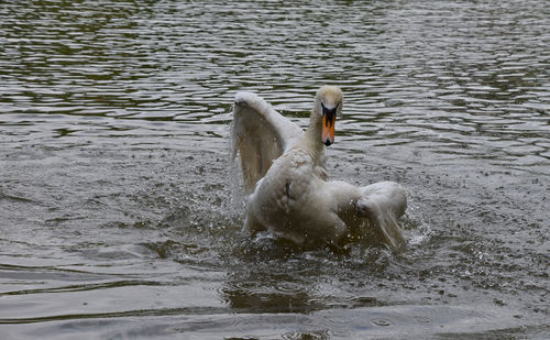 View of birds in water