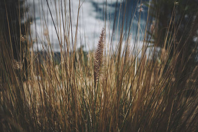 Close-up of stalks in field against sky