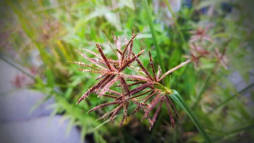 Close-up of plant against blurred background