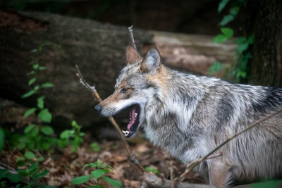 Grey wolf profile while yawning set against a wooded area.