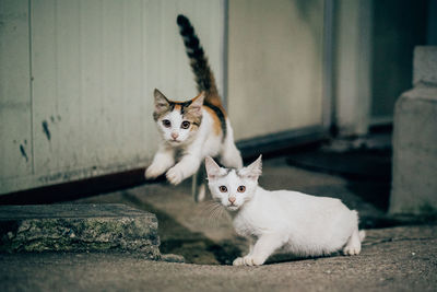 Portrait of kittens on footpath