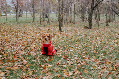 Little dog in a red jumpsuit in the autumn park. miniature pinscher and clothes for a walk 