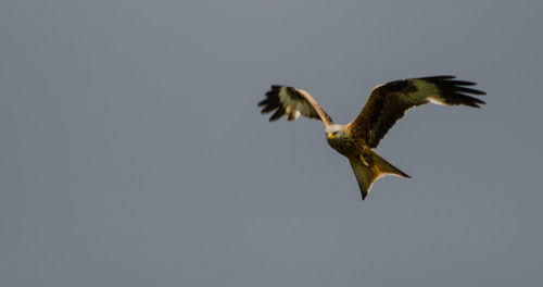 Low angle view of birds flying