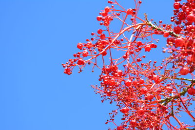 Low angle view of red flowering tree against clear blue sky