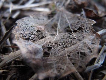 Close-up of dry leaves on plant during autumn