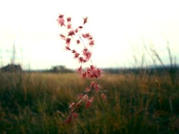 Close-up of flowers growing in field