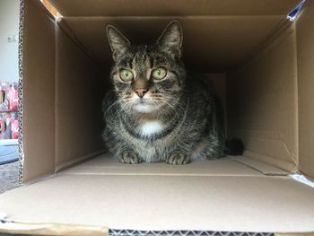 Portrait of cat sitting in box