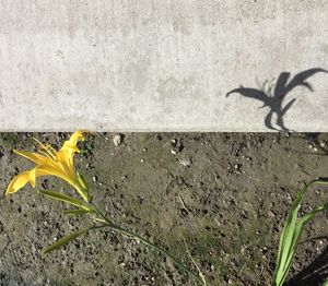 Close-up of yellow flower on street