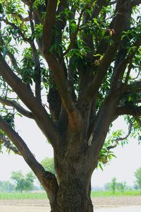 Low angle view of tree against sky