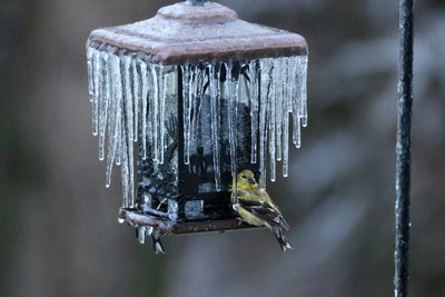 Icicles on bird feeder