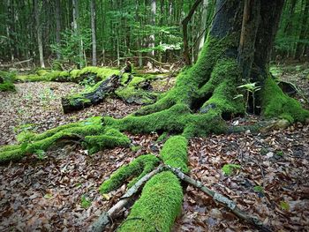Plants and trees in forest